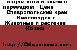отдам кота в связи с переездом › Цена ­ 1 000 - Ставропольский край, Кисловодск г. Животные и растения » Кошки   